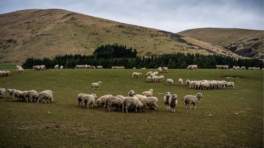 Why Premium New Zealand Lanolin is Worth the Investment