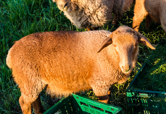 Why Choose NZ Lanolin from Grass-Fed, Pasture-Raised Sheep?