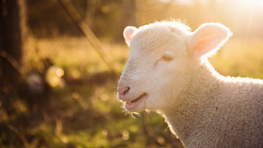 Natural vs. Synthetic: Why Premium New Zealand Lanolin Reigns Supreme