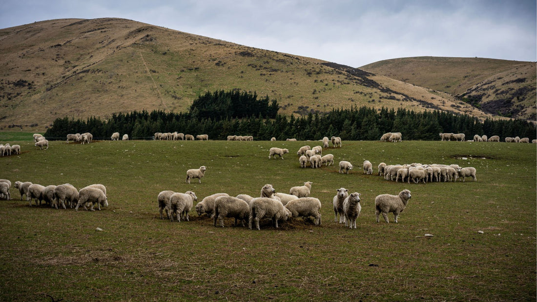 Why Premium New Zealand Lanolin is Worth the Investment