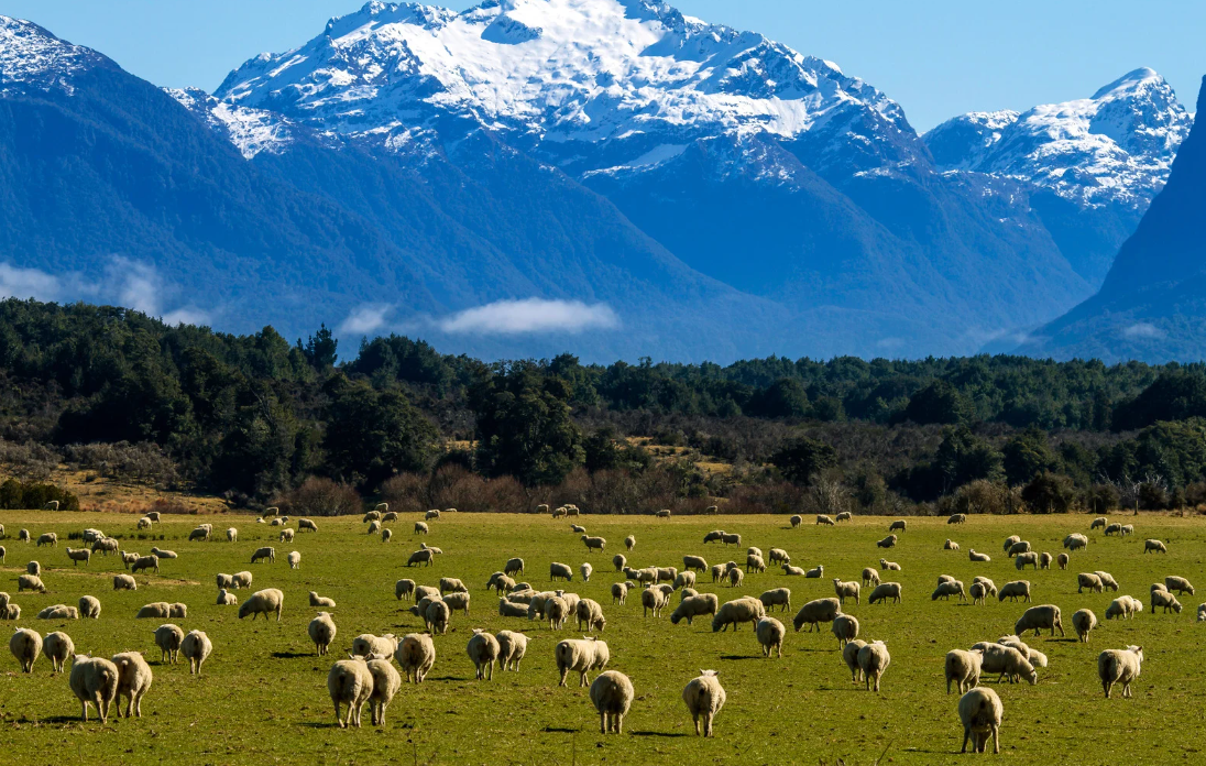 Why Do People Around The World Love Lanolin? The Growing Demand Worldwide