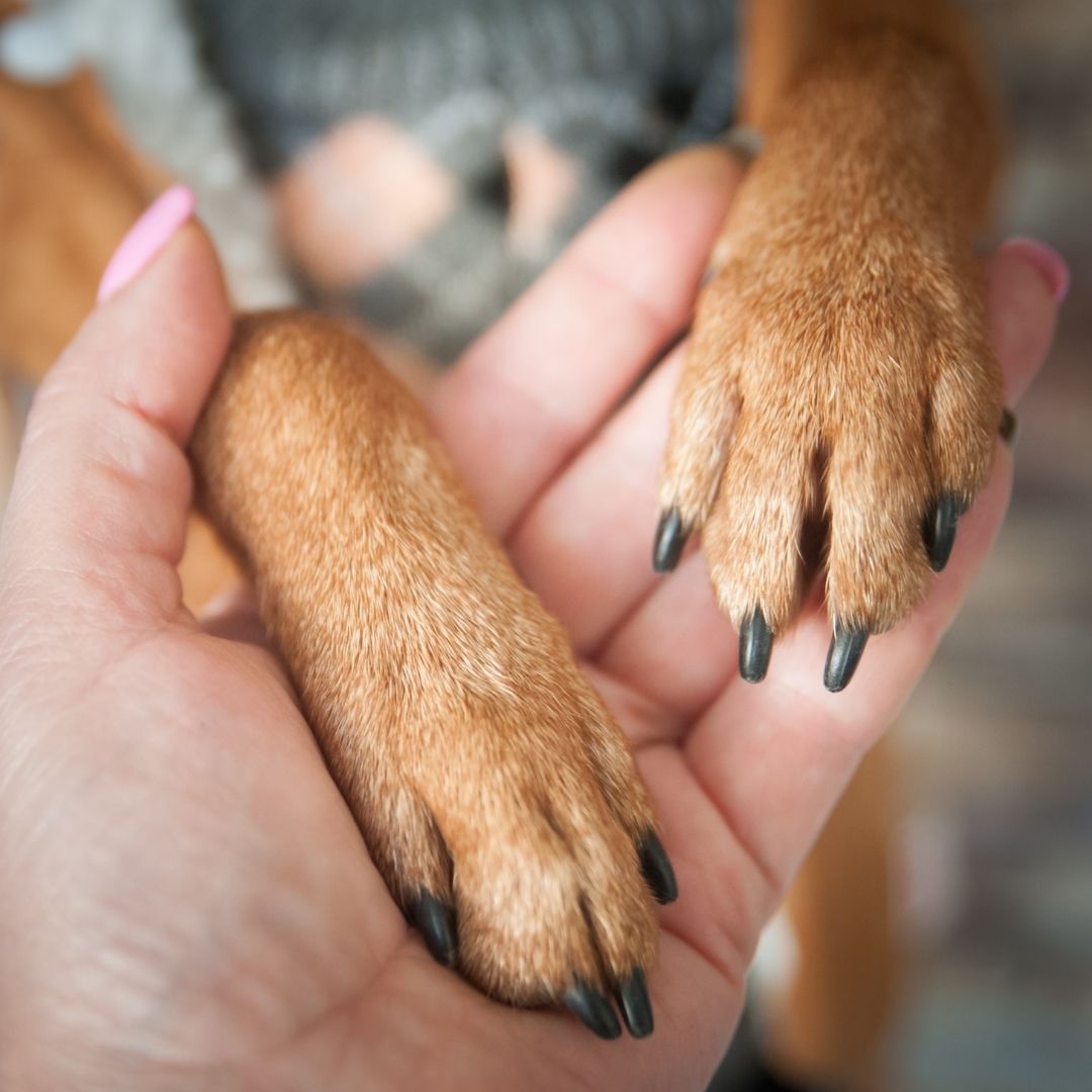 Can you use lanolin protecting dog paws?